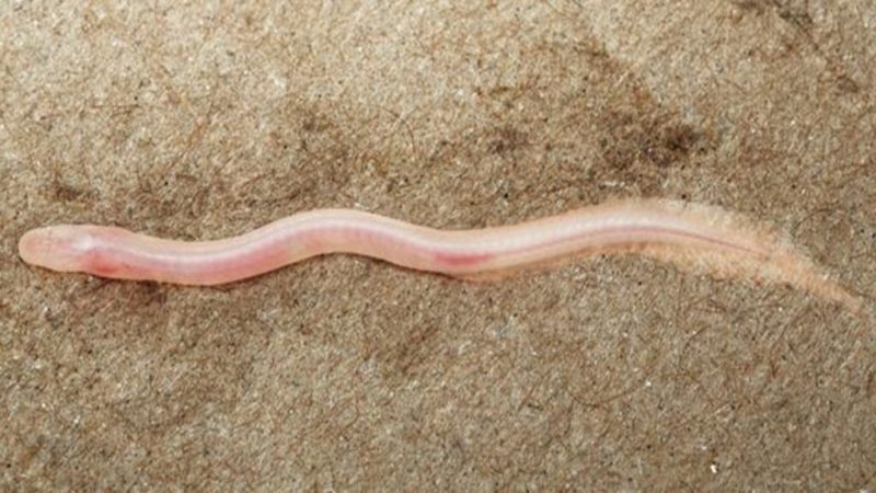 On a découvert un poisson souterrain inconnu, et c’est grâce à une vidéo sur TikTok
