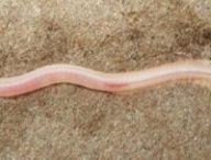 Le Gangaichthys indonepalicus. Source : Ishan Agarwal/ZooKeys Le Gangaichthys indonepalicus. Source : Ishan Agarwal/ZooKeys