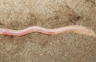 Le Gangaichthys indonepalicus. Source : Ishan Agarwal/ZooKeys Le Gangaichthys indonepalicus. Source : Ishan Agarwal/ZooKeys