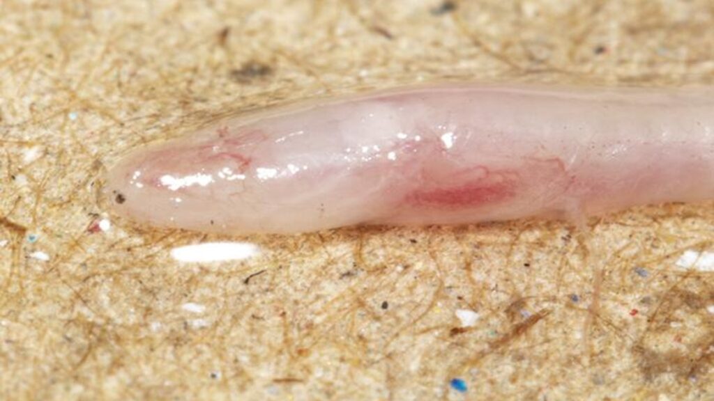 Low-Res_Gangaichthys indonepalicus close up Low-Res_Gangaichthys indonepalicus close up