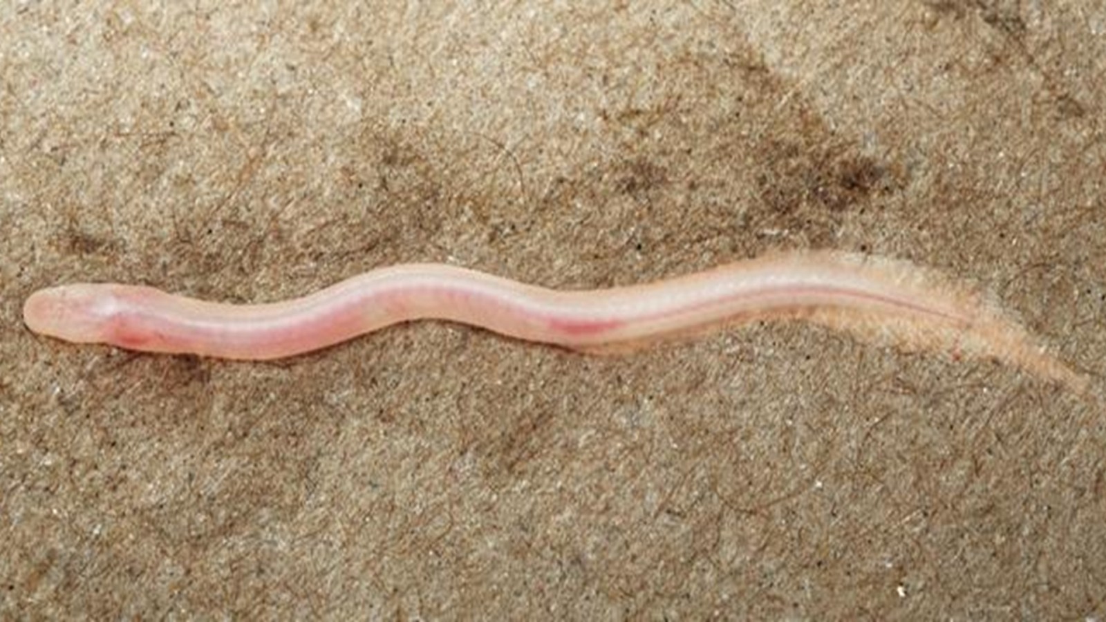 Une vidéo TikTok a permis d'identifier un nouveau poisson stygobie